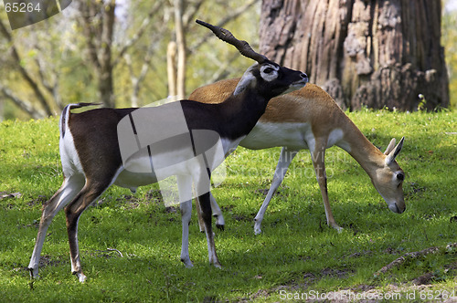 Image of Male and female blackbuck gazelle