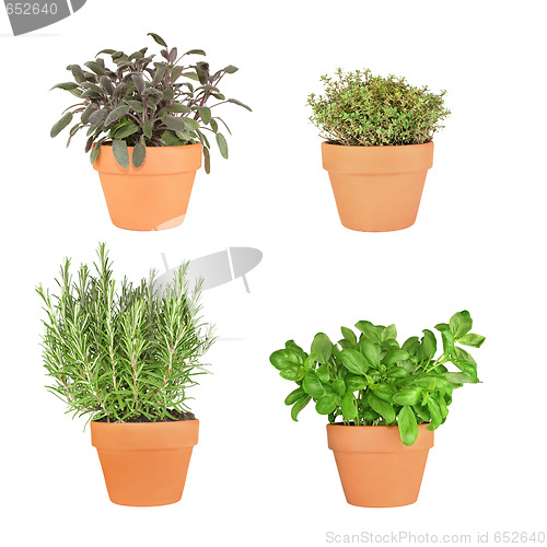 Image of Rosemary, Sage, Basil and Silver Thyme.
