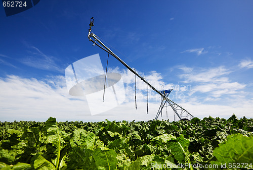 Image of  Irrigating turnips