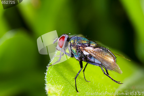 Image of Red eyes