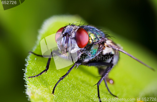 Image of Fly macro