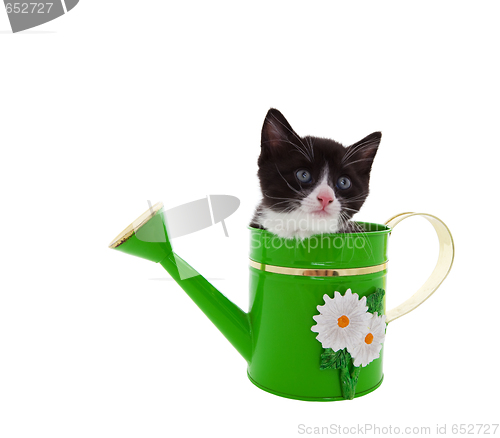 Image of Watering Can Kitty