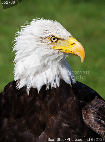 Image of American Bald Eagle