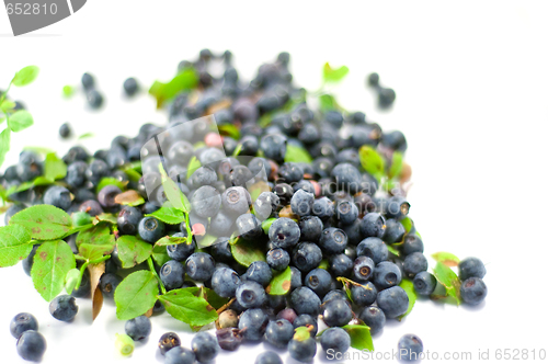 Image of Blueberry