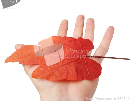 Image of Leaf in a man hand.