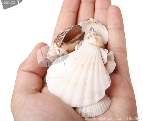 Image of Shells in a man hand.