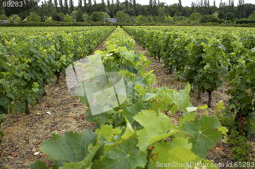 Image of Vines growing in vineyard