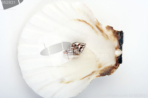 Image of Shells in a man hand.