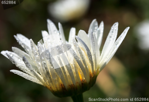 Image of Daisy flower