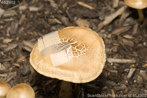 Image of Wild Mushroom