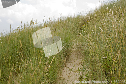 Image of Dunegrass