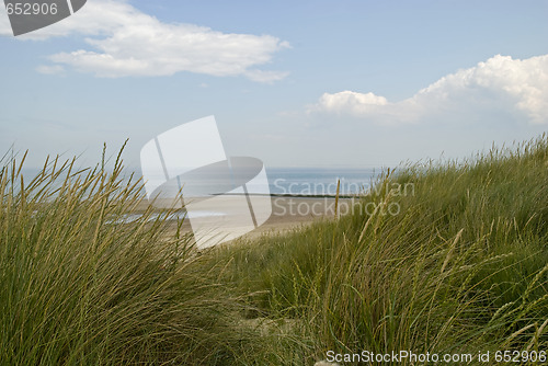 Image of Dunegrass