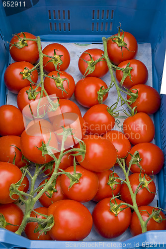 Image of Tomatoes