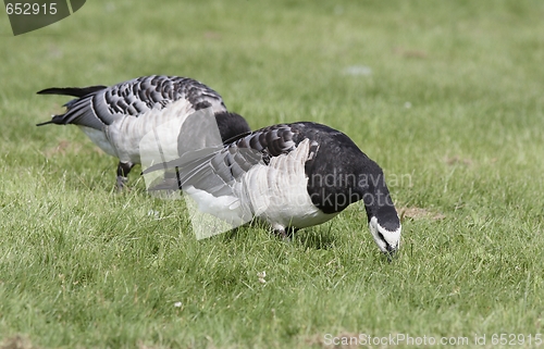 Image of Barnacle Goose. 