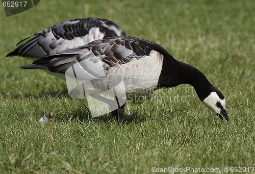 Image of Barnacle Goose