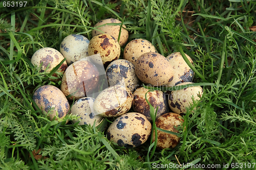 Image of Quail eggs in the grass