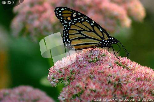 Image of Monarch Butterfly