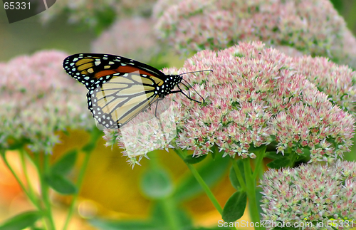 Image of Monarch Butterfly