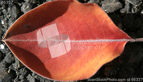 Image of Close up on a Lip Shaped Leaf