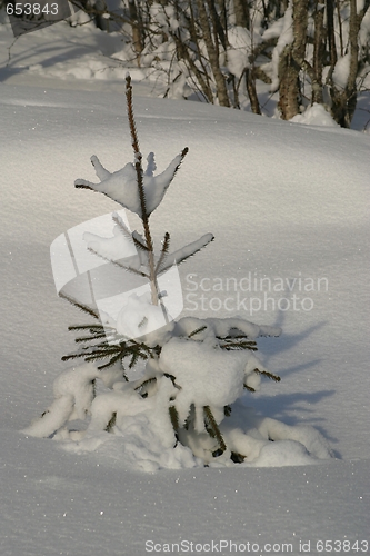 Image of Norway spruce in winter