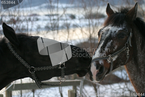 Image of Two horses playing