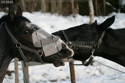 Image of Horses playing