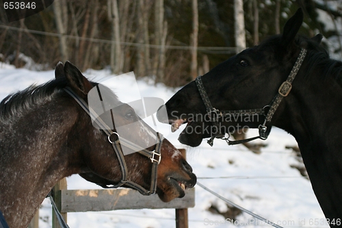 Image of Horses playing