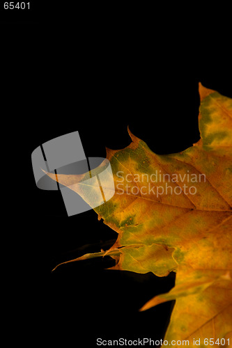 Image of Isolated Close up on a Leaf Tip