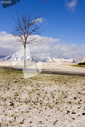 Image of Winter with the Snow, Tree and the Mountains