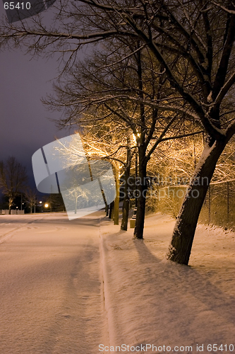 Image of Snowy Trees in a Row in the Park- Winter Theme