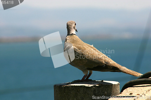 Image of Bird Looking Down