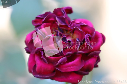 Image of Red Rose