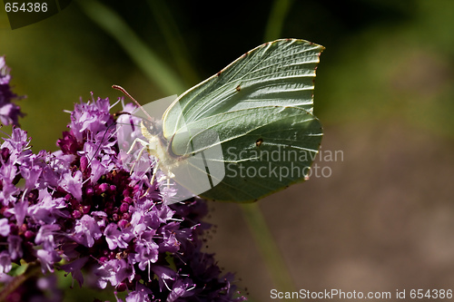 Image of Brimstone butterfly