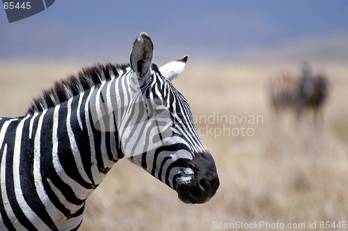 Image of Zebra