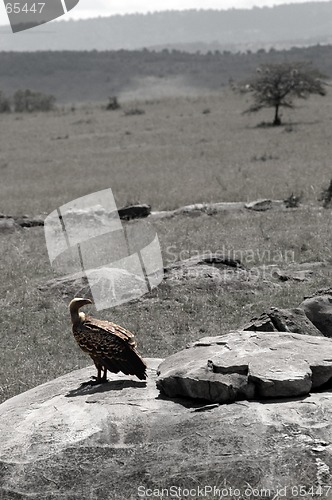 Image of Vulture