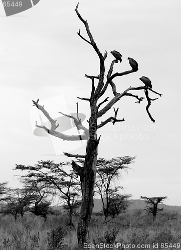 Image of Vultures