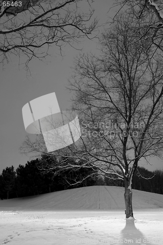 Image of Light Post behind the Tree, Winter Scene - Black & White