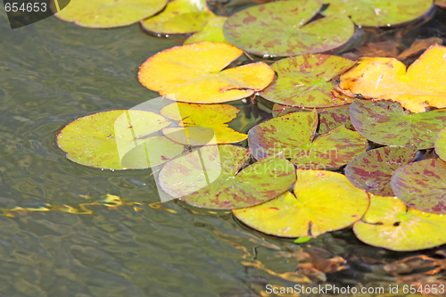 Image of Beautiful water lily