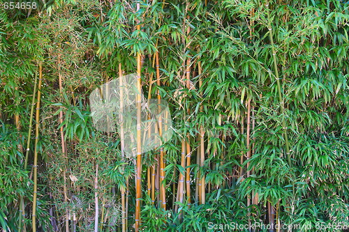 Image of Green Bamboo Forest