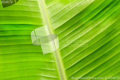 Image of banana leaf