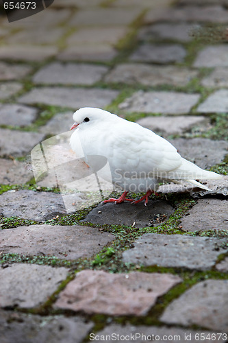 Image of  a white dove