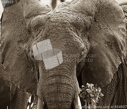 Image of Elephant  (Loxodonta africana)