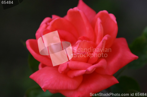 Image of Red Rose