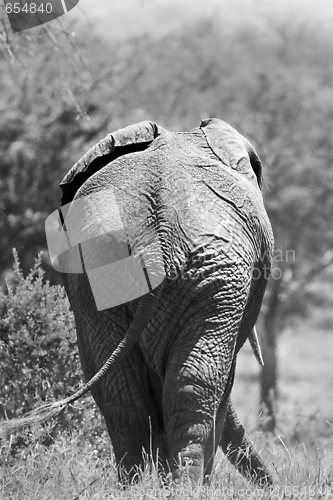 Image of Elephant  (Loxodonta africana)