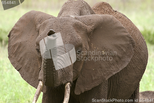 Image of Elephant  (Loxodonta africana)