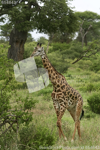 Image of Giraffe (Giraffa camelopardalis)