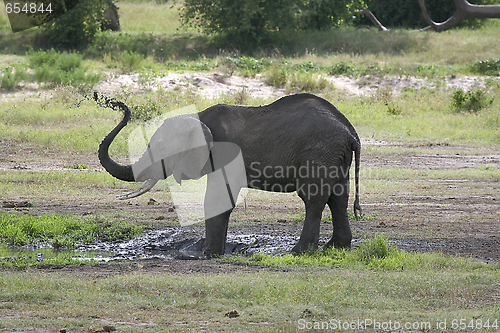 Image of Elephant  (Loxodonta africana)