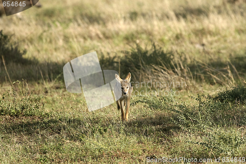 Image of Black-backed jackal (Canis mesomelas)