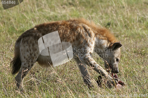 Image of Spotted hyena (Crocuta crocuta)