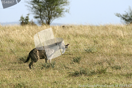 Image of Spotted hyena (Crocuta crocuta)